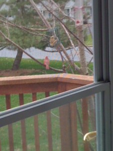 The pic is a little blurry but you get the idea...